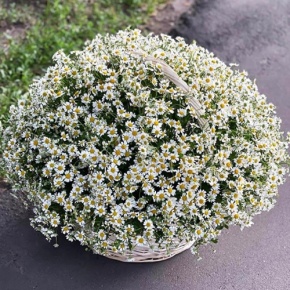 Композиция в корзине из 151 ромашки в Реутове