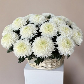 Композиция в корзине из 25 хризантем Магнум в Реутове