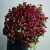 Монобукет из 75 кустовых роз Марун (70 см) в Реутове