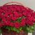Композиция в корзине из 151 красной розы в Реутове