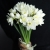Букет из 25 нарциссов в Реутове
